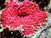 Heteractis aurora Anemone