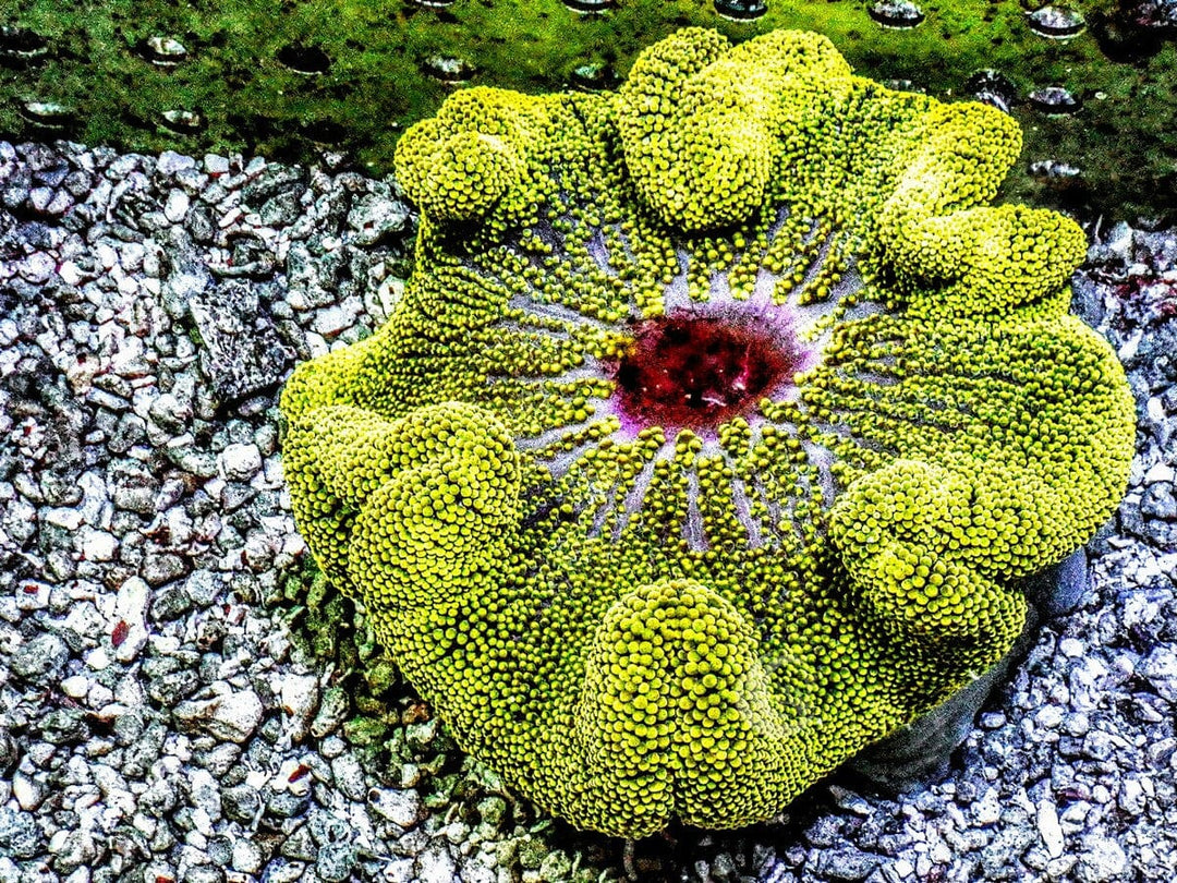 Bright Lime with Red Mouth Haddoni Carpet Anemone