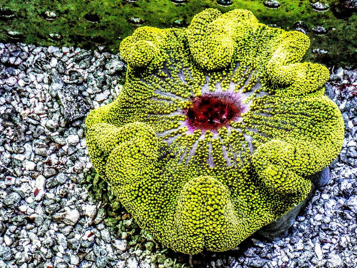 Bright Lime with Red Mouth Haddoni Carpet Anemone