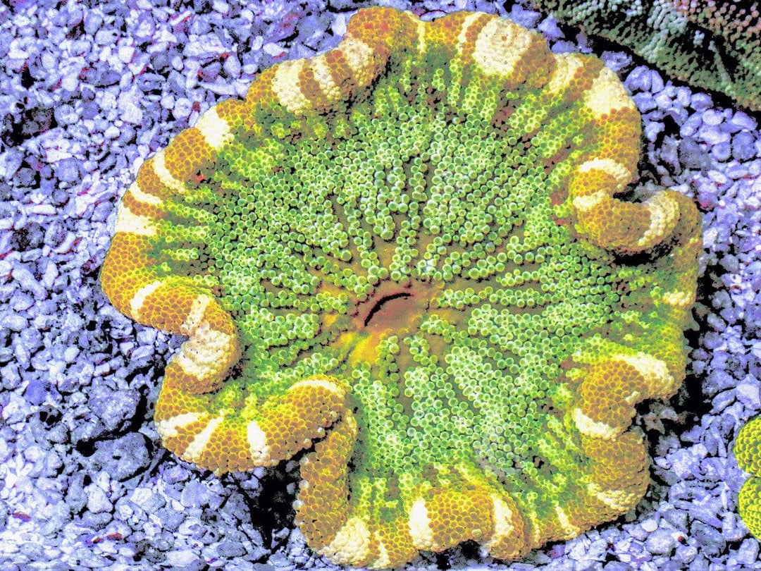 Striped Yellow-Green Haddoni Carpet Anemone