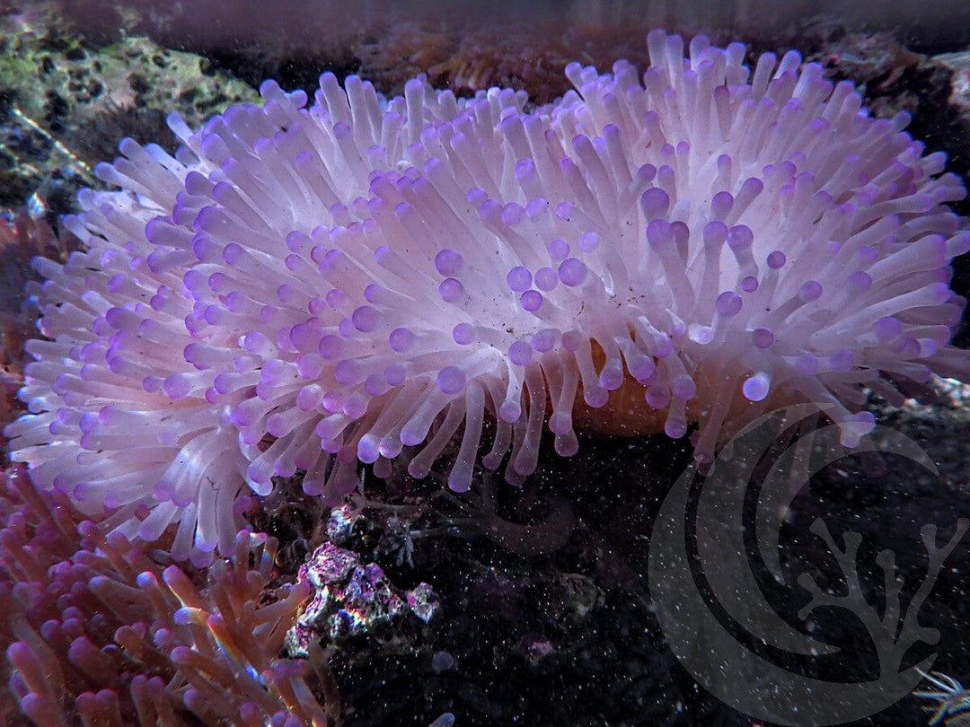 Purple tip Heteractis magnifica Yellow-Brown Base