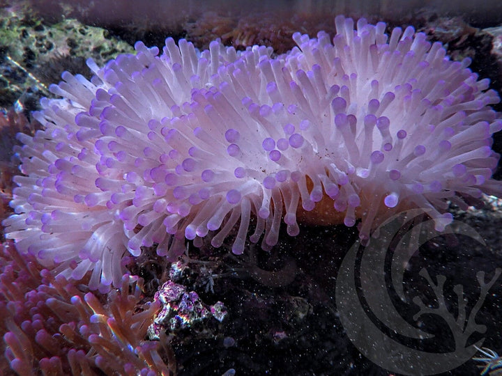 Purple tip Heteractis magnifica Yellow-Brown Base