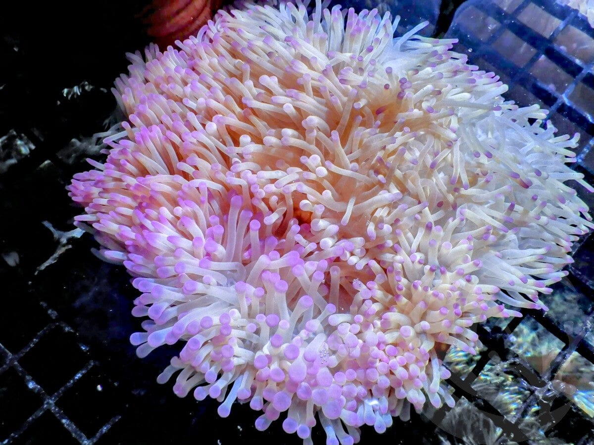 Purple tip Heteractis magnifica Yellow-Brown Base