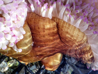 Purple tip Heteractis magnifica Yellow-Brown Base