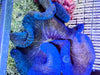 Jumbo Blue Haddoni Carpet Anemone