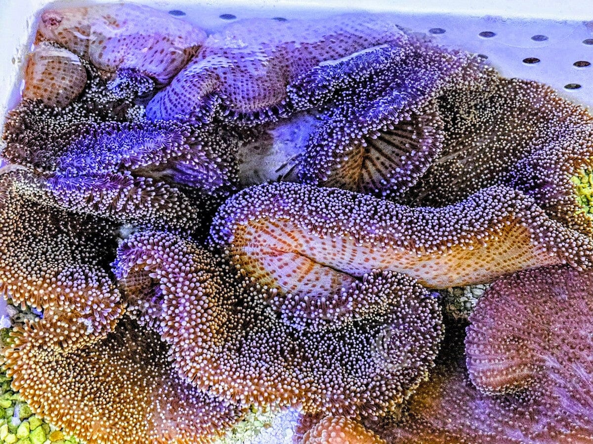 SHOWPIECE Mertensii Carpet Anemone