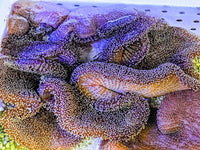 SHOWPIECE Mertensii Carpet Anemone