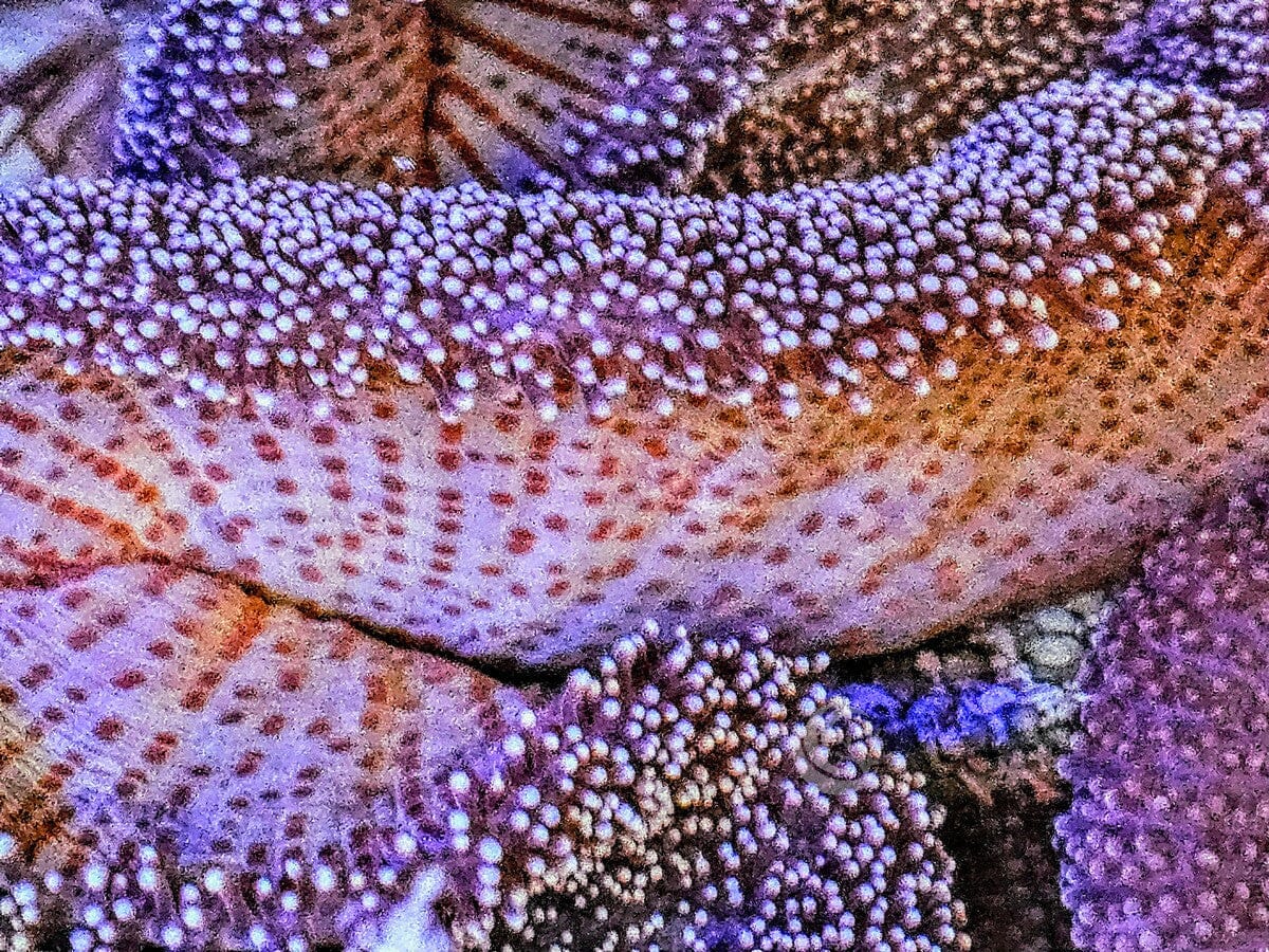 SHOWPIECE Mertensii Carpet Anemone