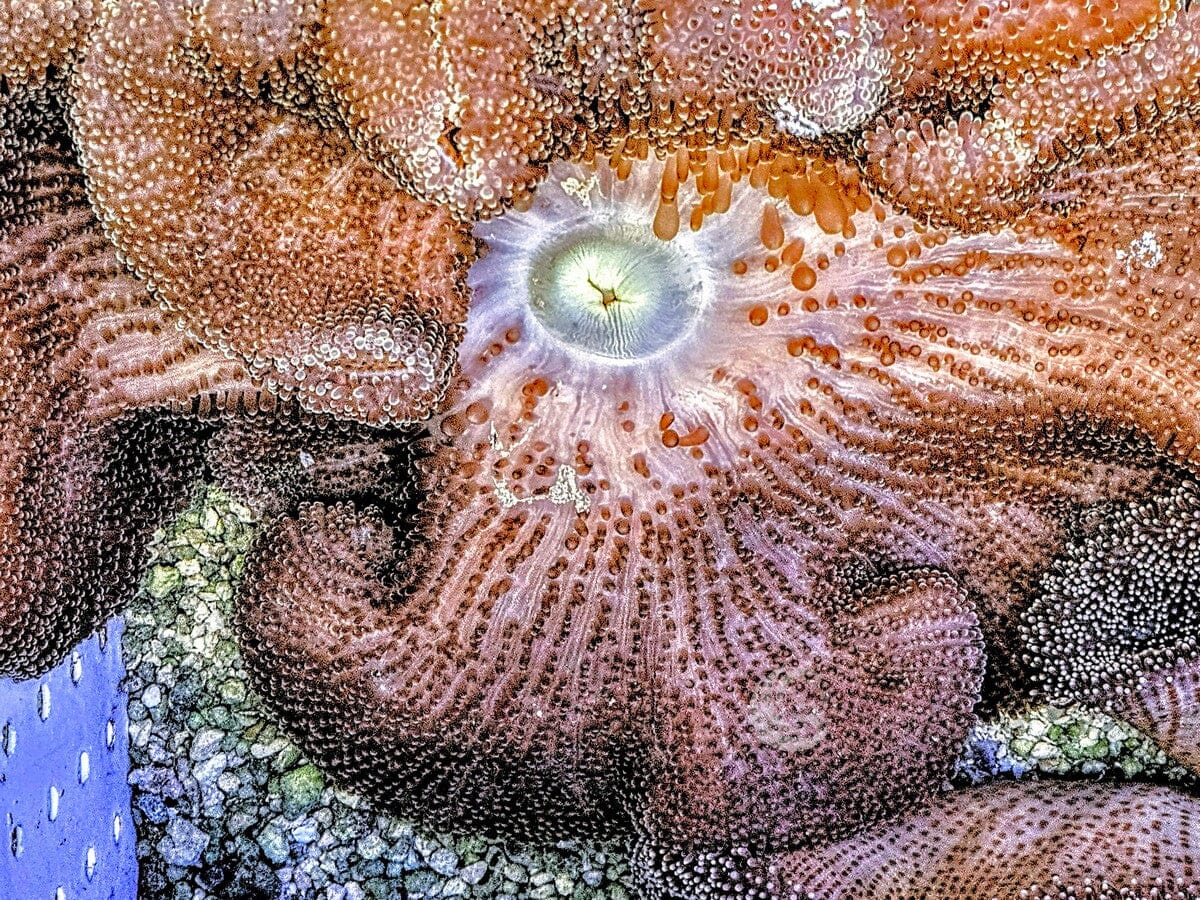 SHOWPIECE Mertensii Carpet Anemone