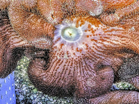 SHOWPIECE Mertensii Carpet Anemone