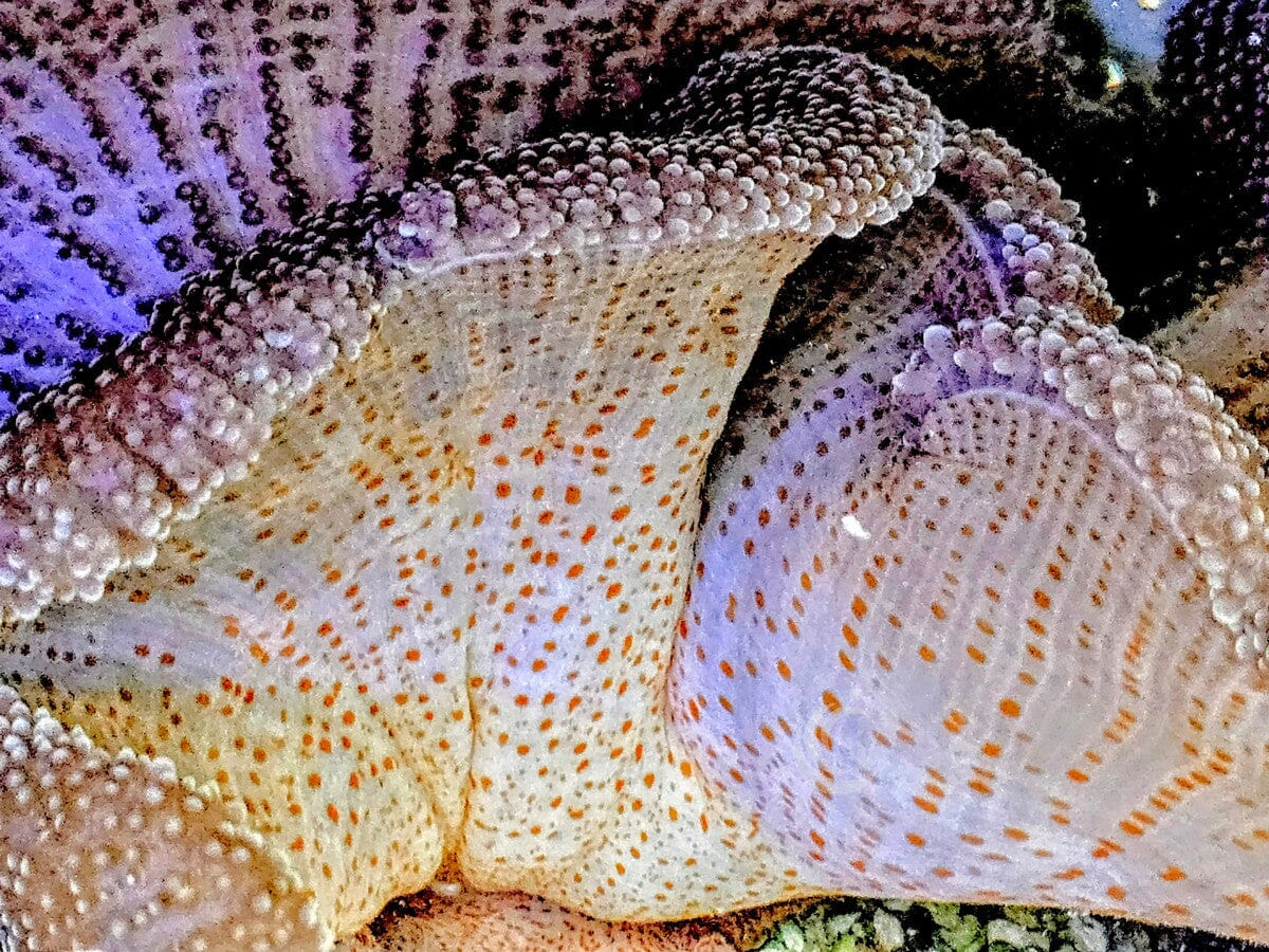 SHOWPIECE Mertensii Carpet Anemone
