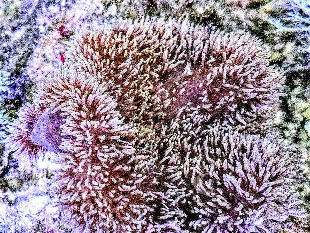 Fuzzy Navel Gigantea Carpet Anemone