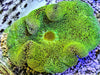 Bright Green Haddoni Carpet Anemone