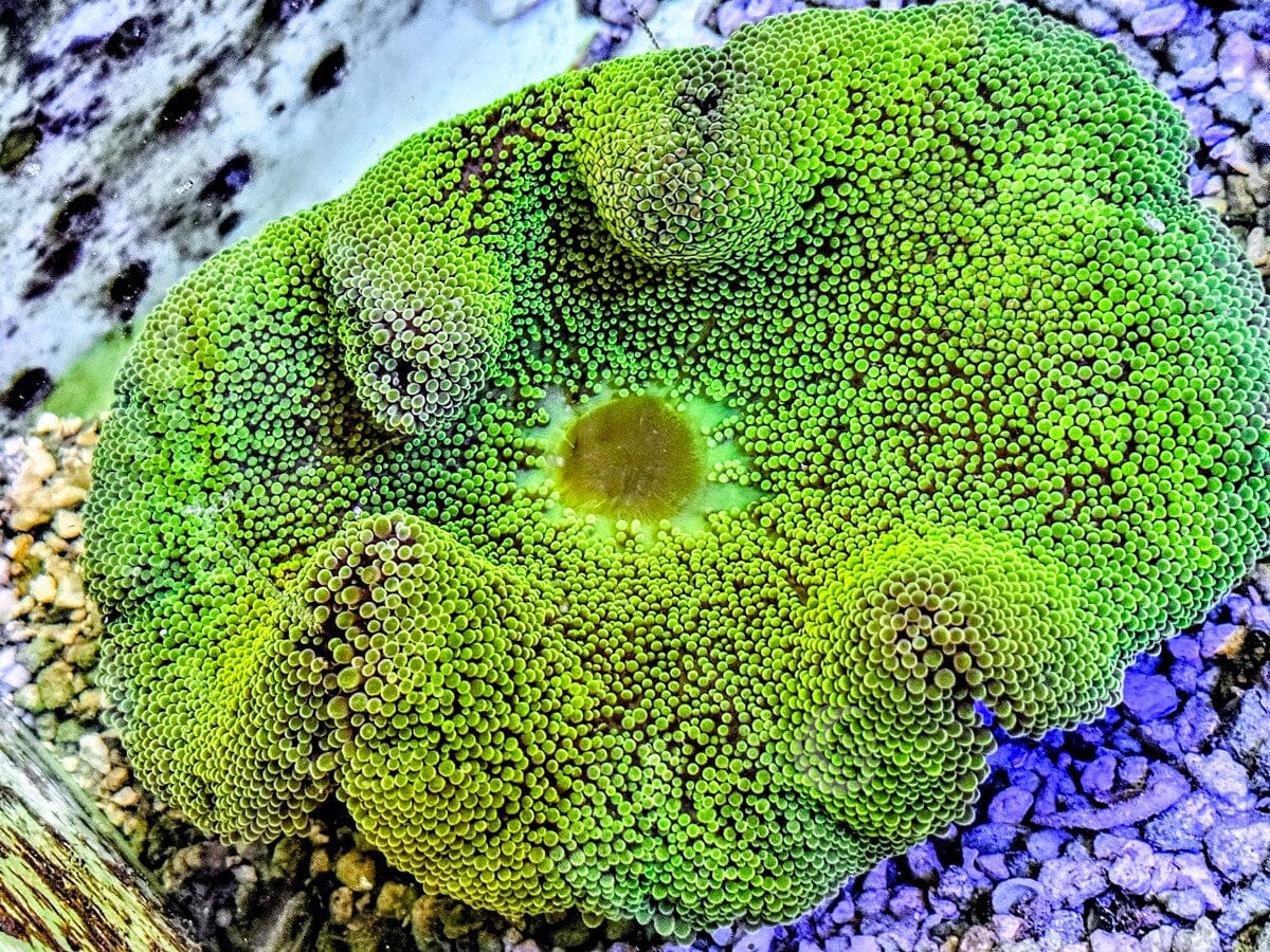 Bright Green Haddoni Carpet Anemone