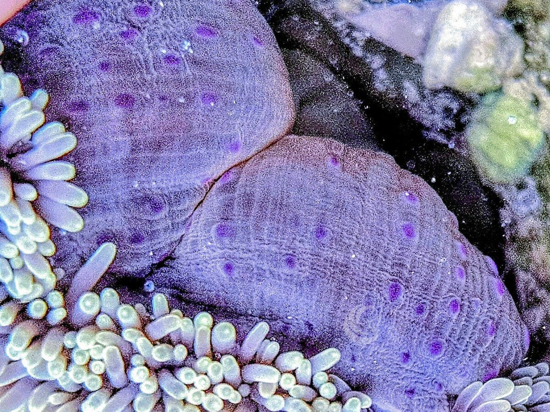 Fuzzy Navel Gigantea Carpet Anemone