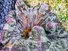 Striped Green Haddoni Carpet Anemone with Pink rim