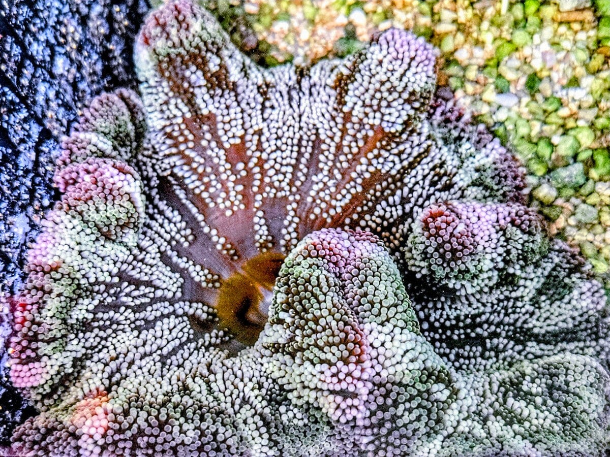 Striped Green Haddoni Carpet Anemone with Pink rim