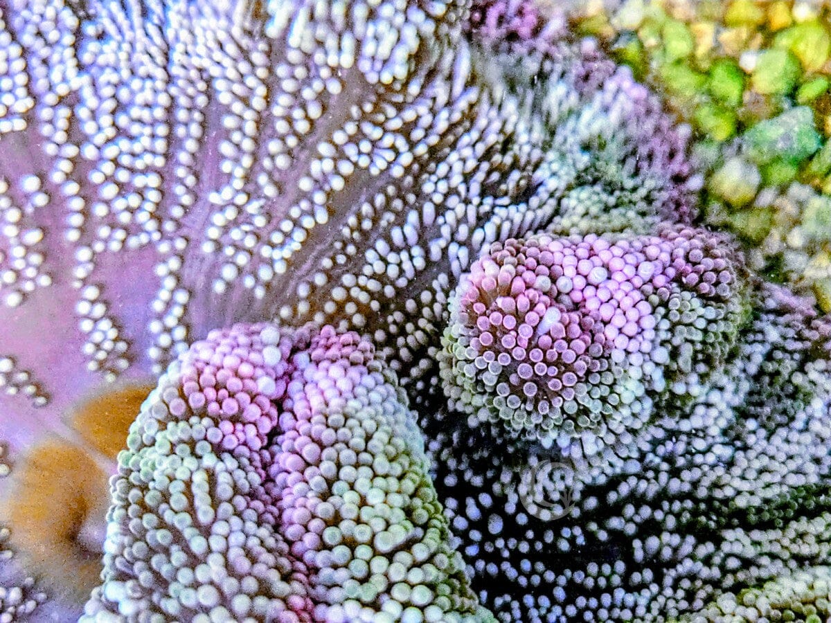 Striped Green Haddoni Carpet Anemone with Pink rim