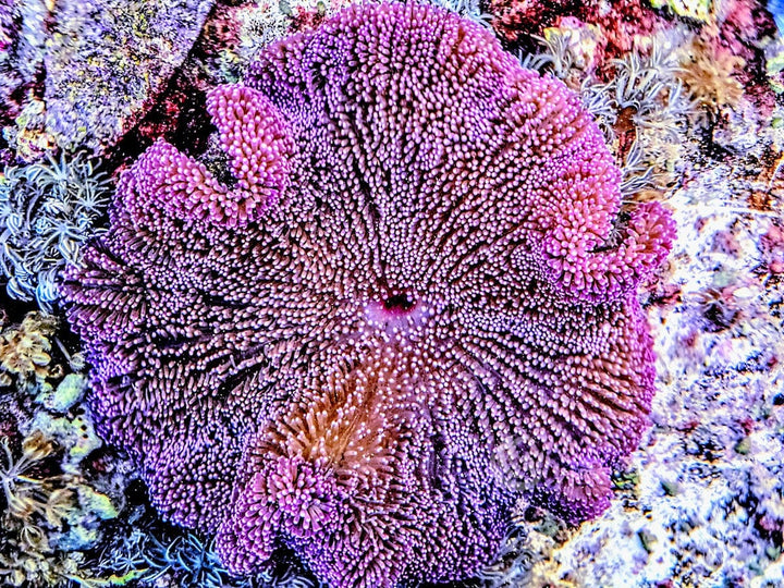 Purple Gigantea Carpet Anemone