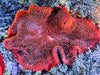Jumbo Super Red Haddoni Carpet Anemone