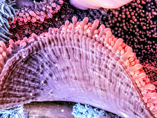 Jumbo Super Red Haddoni Carpet Anemone