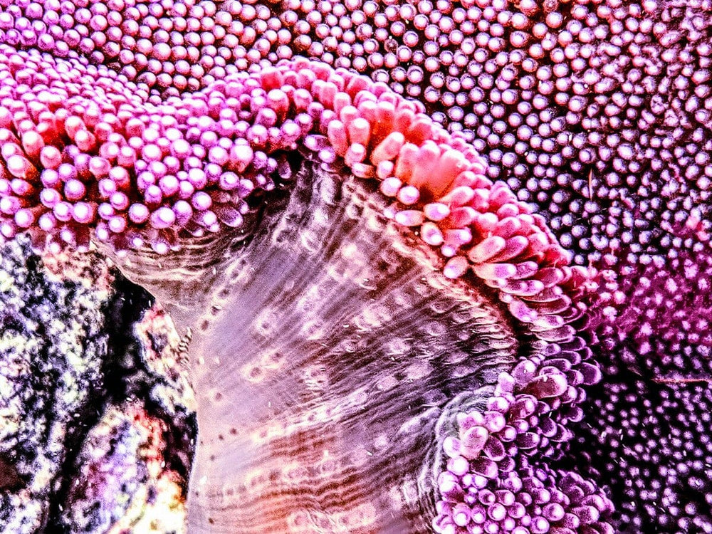 Purple Gigantea Carpet Anemone