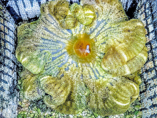 Lemon Gigantea Carpet Anemone with Bright Blue Base