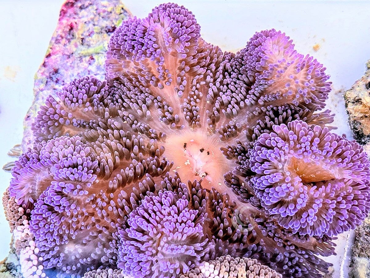 Purple Gigantea Carpet Anemone
