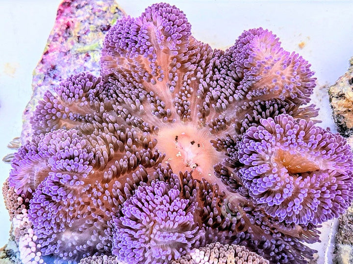 Purple Gigantea Carpet Anemone
