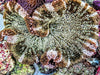 Striped Haddoni Carpet Anemone