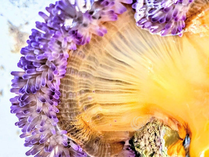 Purple Gigantea Carpet Anemone