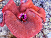 Super Red Magenta Mouth Carpet Anemone