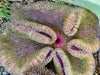 Yellow-Green Haddoni Carpet Anemone with Magenta Mouth