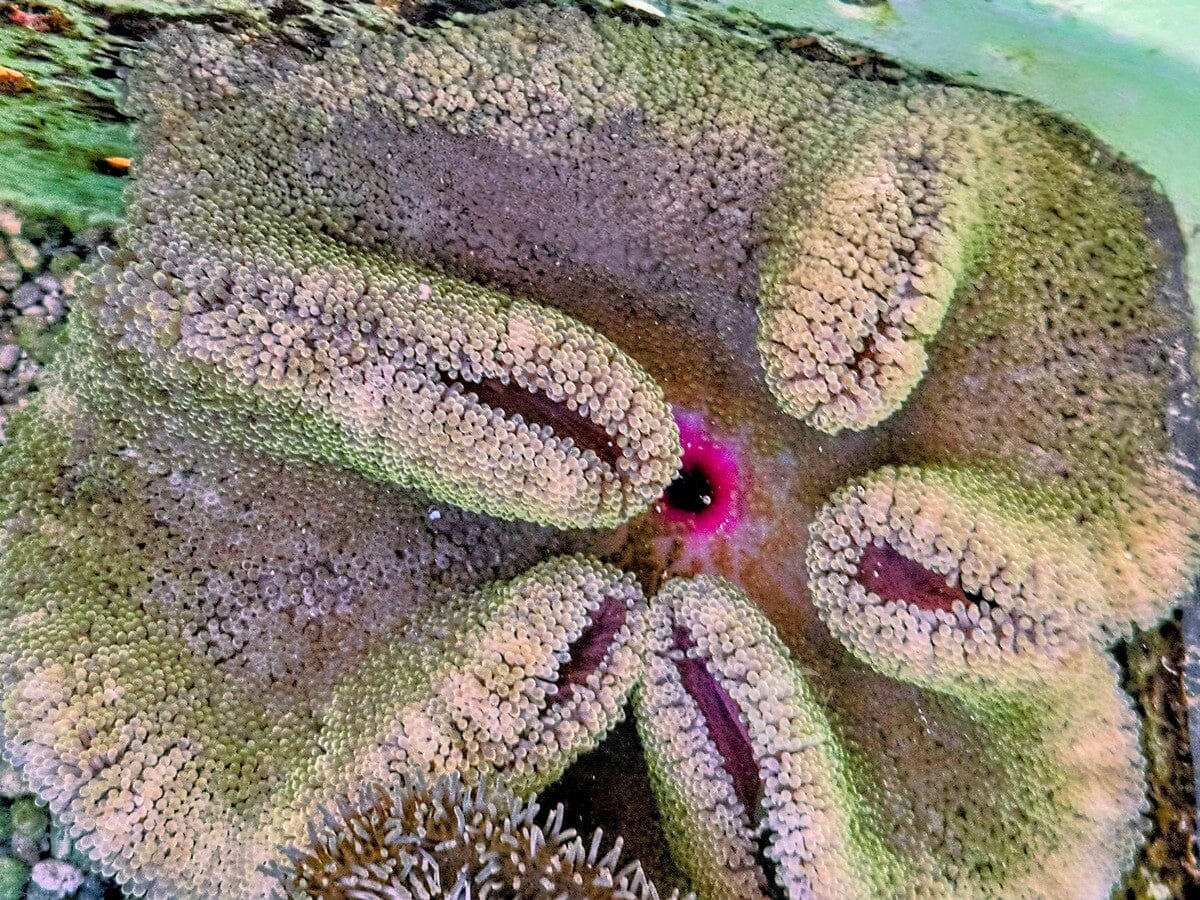 Yellow-Green Haddoni Carpet Anemone with Magenta Mouth