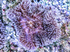Fuzzy Navel Gigantea Carpet Anemone