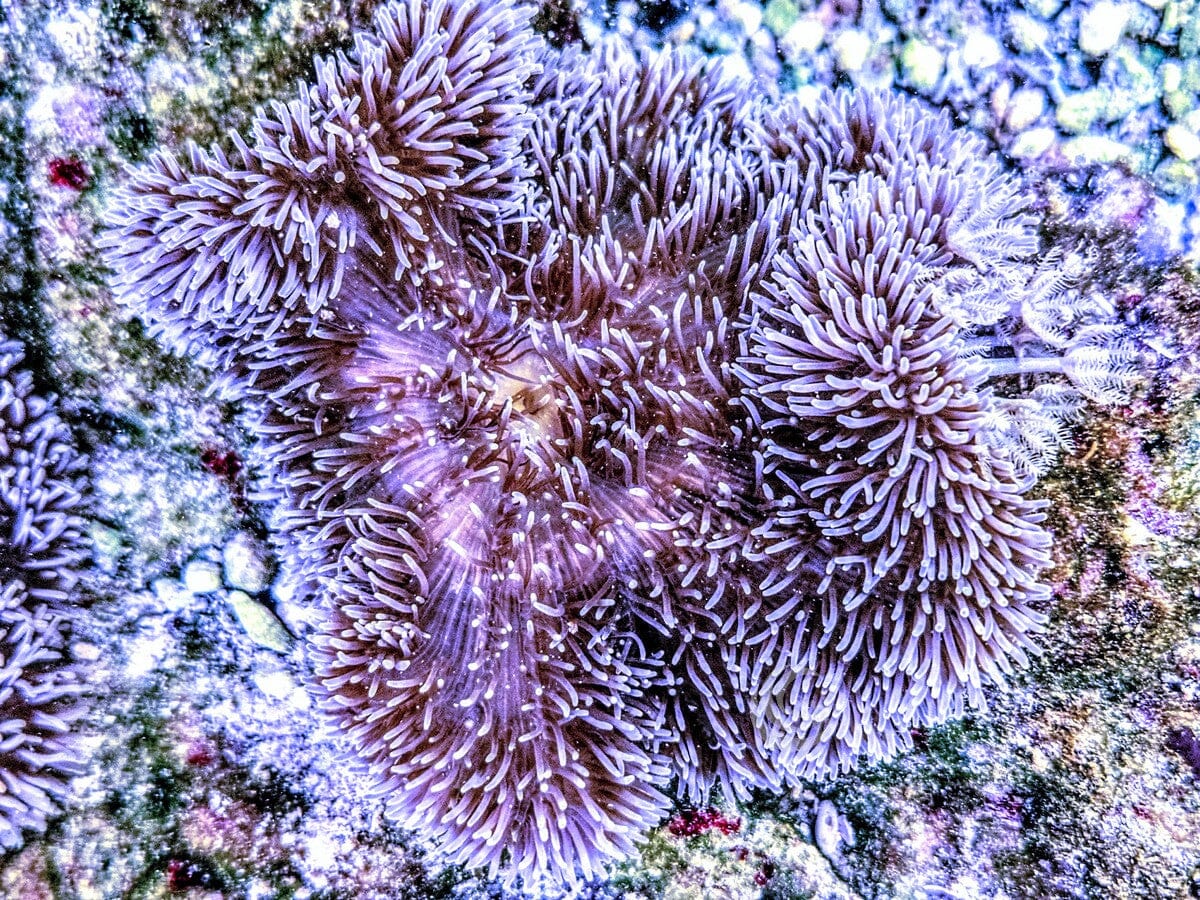 Fuzzy Navel Gigantea Carpet Anemone