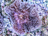Fuzzy Navel Gigantea Carpet Anemone
