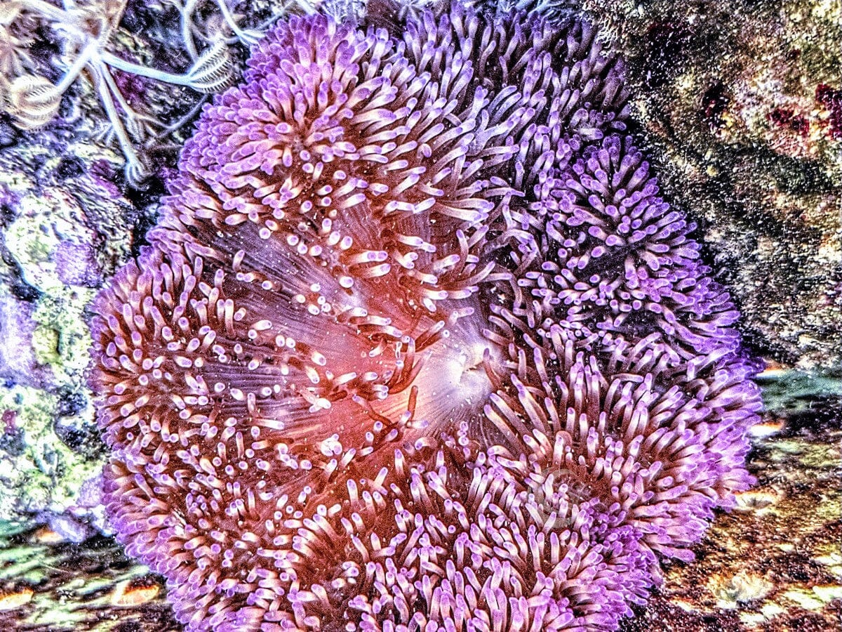 Pink-Purple Gigantea Carpet Anemone