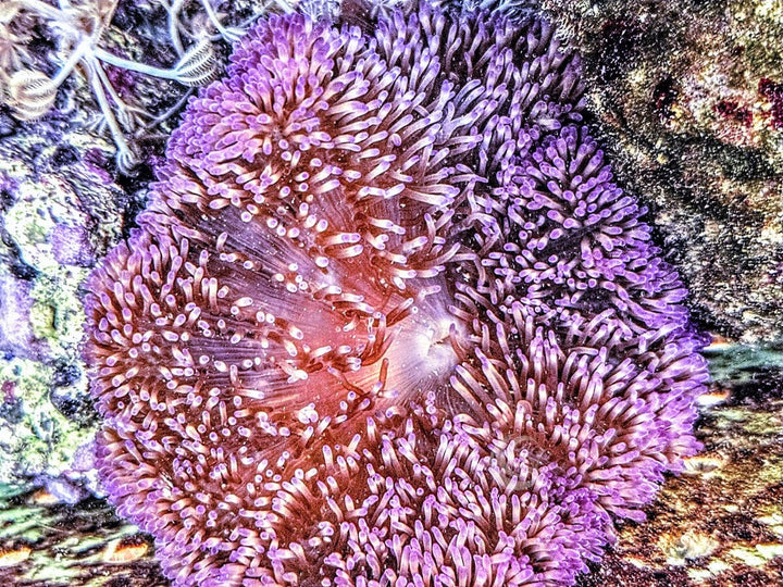 Pink-Purple Gigantea Carpet Anemone