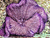 Purple Gigantea Carpet Anemone