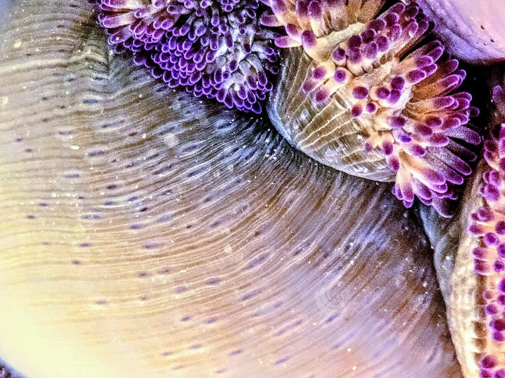 Purple Gigantea Carpet Anemone