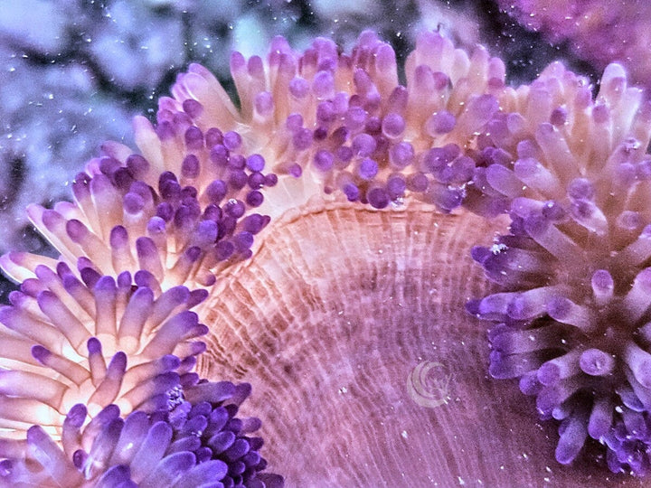 Pink-Purple Gigantea Carpet Anemone