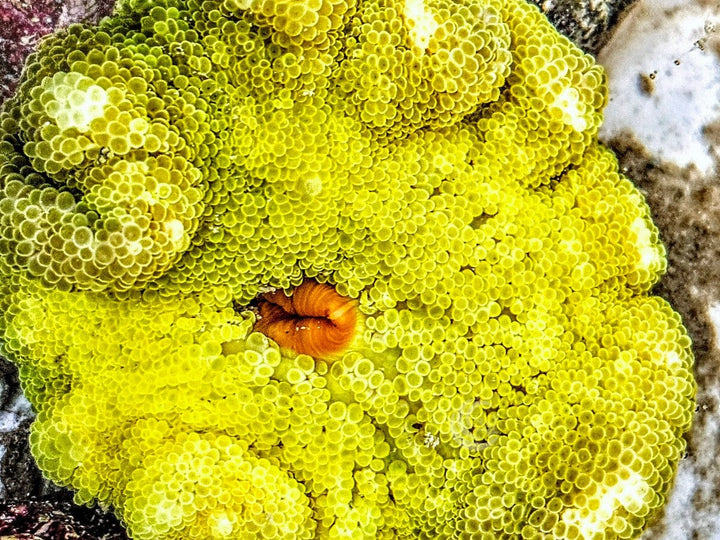 Bright Lemon-Lime Haddoni Carpet Anemone