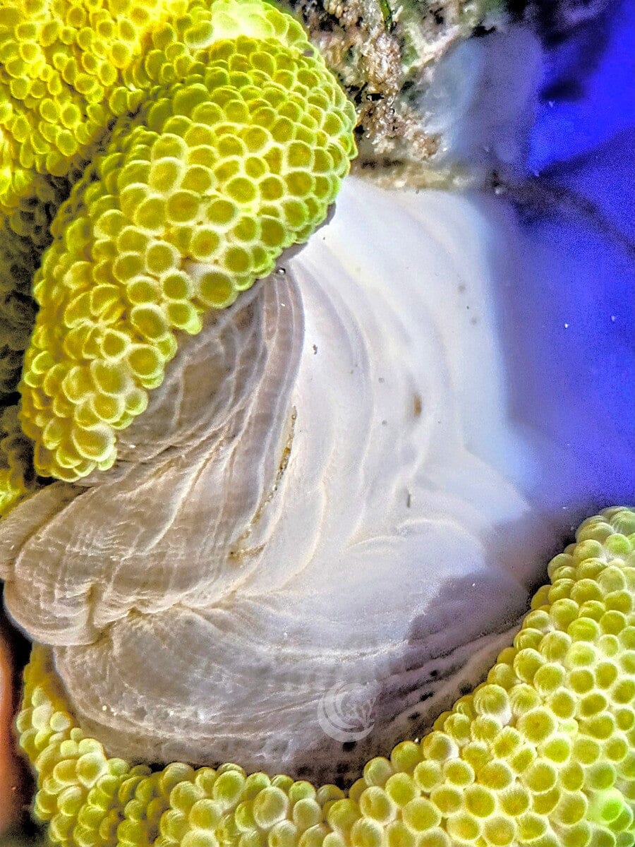 Bright Lemon-Lime Haddoni Carpet Anemone