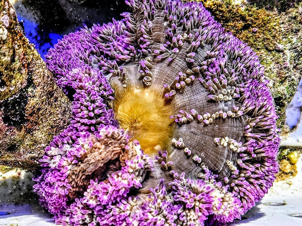 Purple Gigantea Carpet Anemone