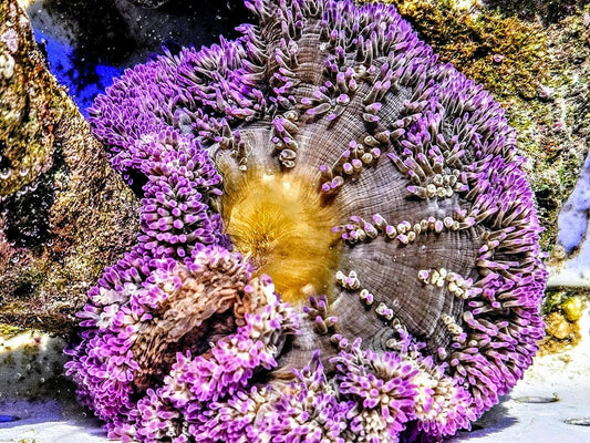 Purple Gigantea Carpet Anemone