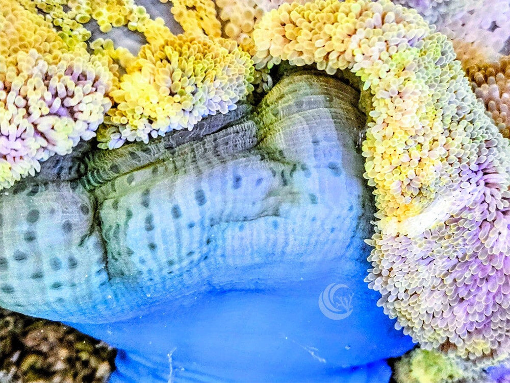 Lemon Gigantea Carpet Anemone with Bright Blue Base
