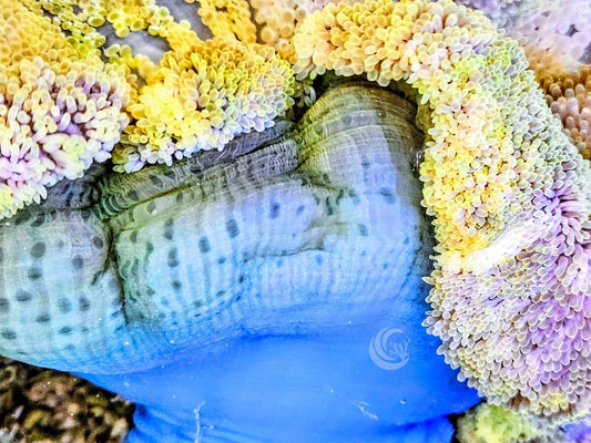 Lemon Gigantea Carpet Anemone with Bright Blue Base