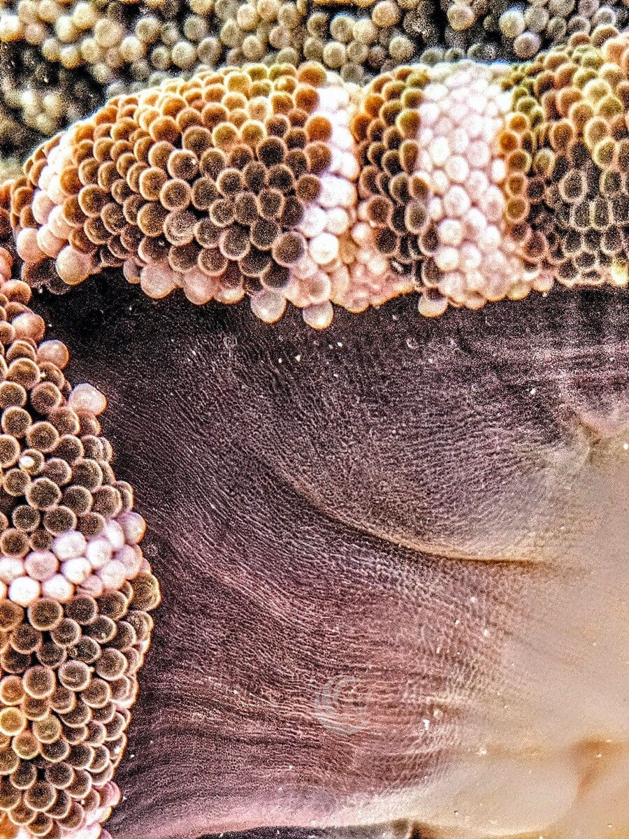 Striped Haddoni Carpet Anemone