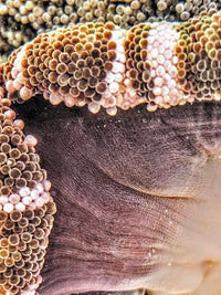Striped Haddoni Carpet Anemone